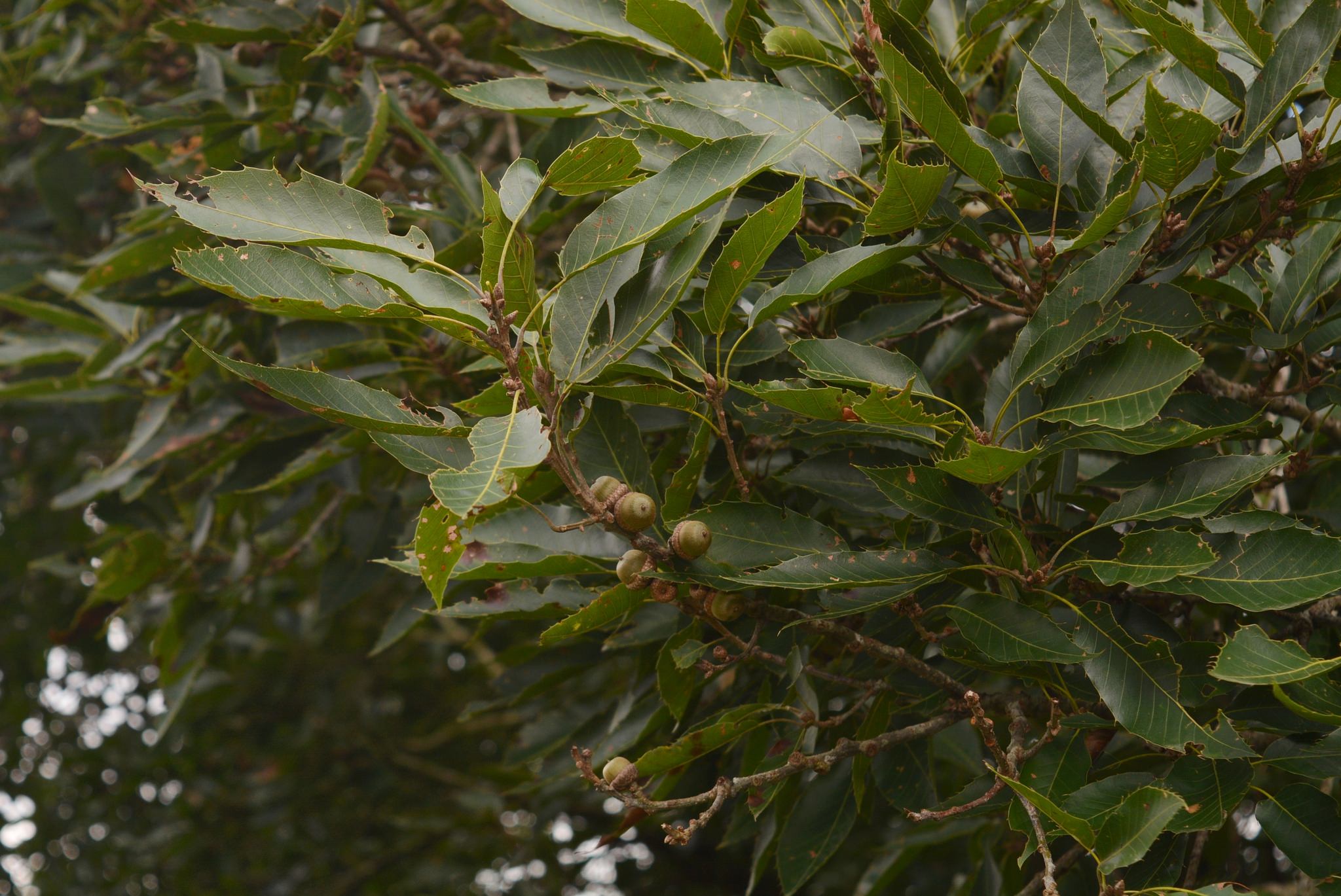 Quercus xalapensis